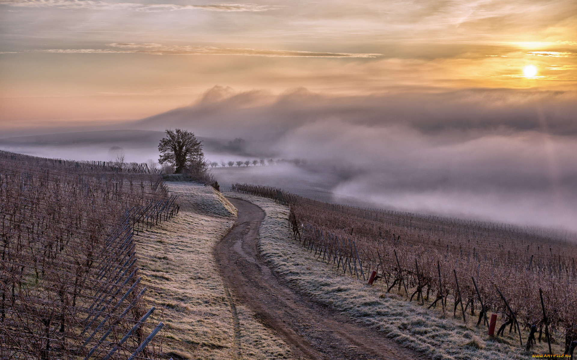 , , alsace, vignes, brouillard, brume, rgion, france